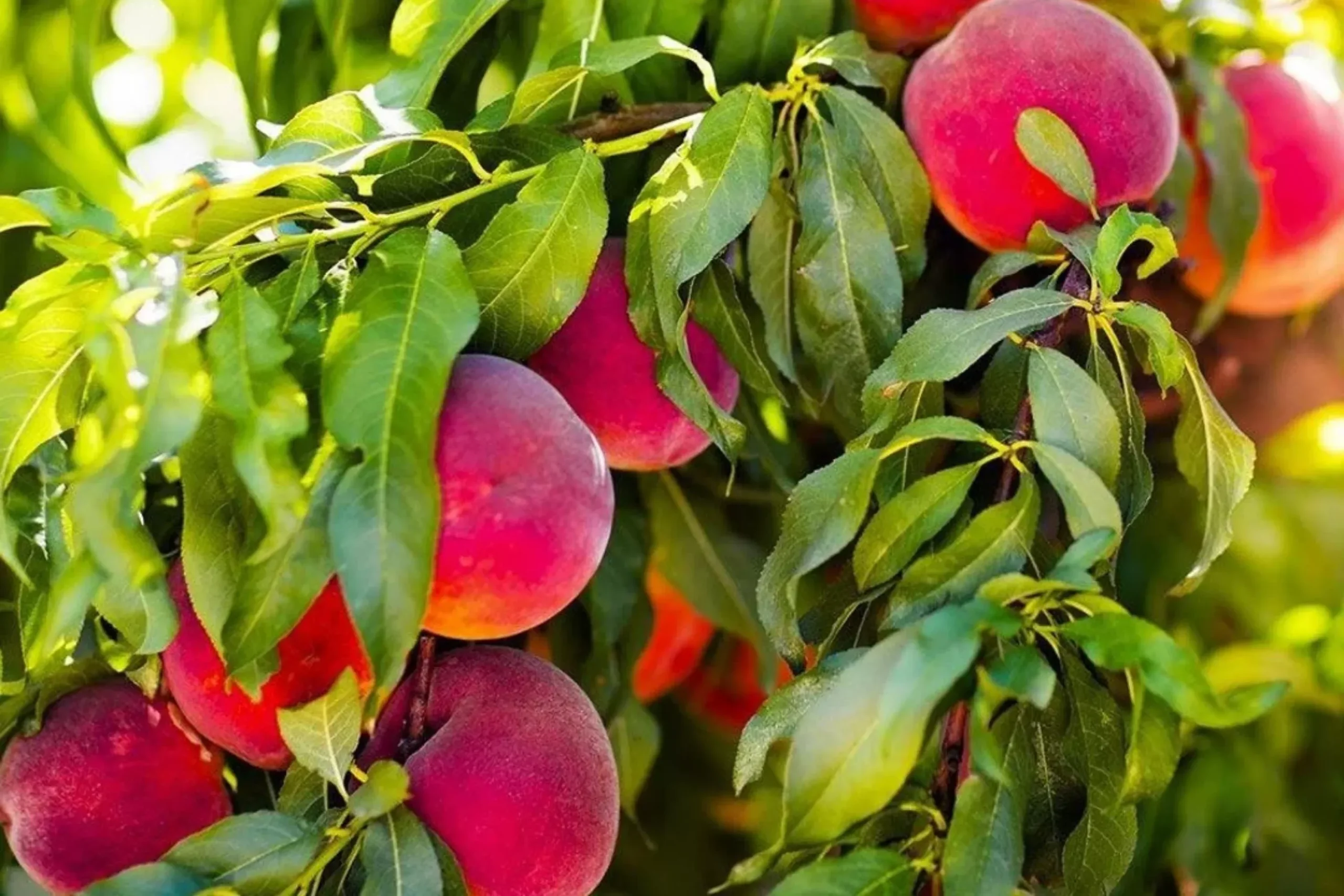 1 Bare Root Red Skin Peach Tree (Prunus persica) 2-3 Ft Tall Live Fruit Tree Ready to Plant