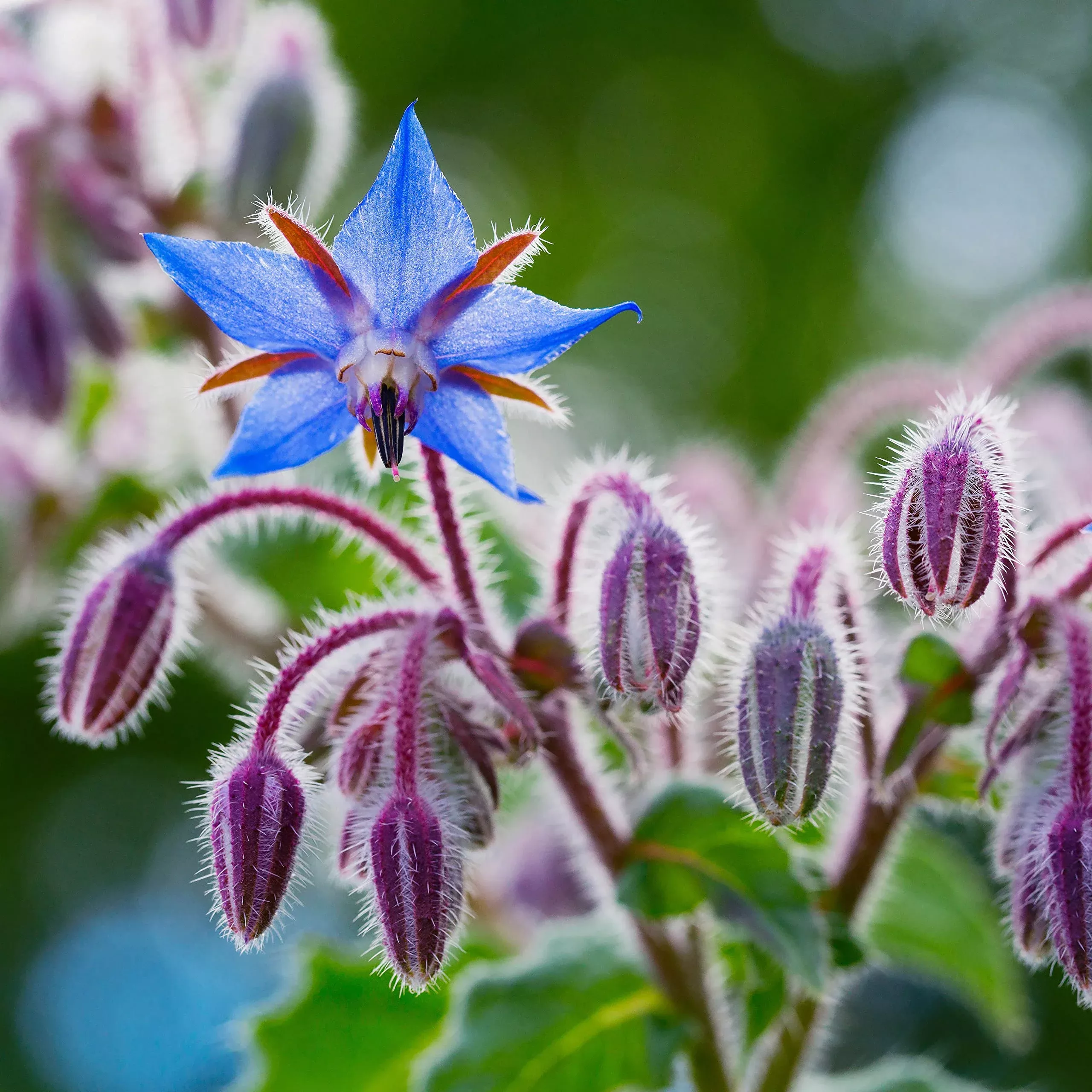 1 Gram Seeds Borage – Borago officinalis Herb for Planting | Edible Flowers, Pollinator Friendly, Easy Garden Herb