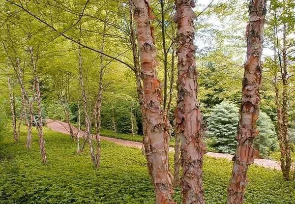 1 Live Bare Root Plant Copper/River Birch Tree, Betula nigra, 2-3 Feet Tall, Hardy Ornamental Shade Tree