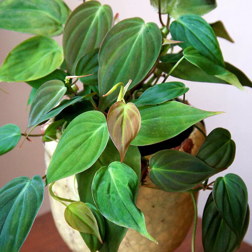 1 Philodendron Micans (Velvet Leaf Philodendron, Philodendron hederaceum var. hederaceum) – Rooted Starter Plant, Live Houseplant
