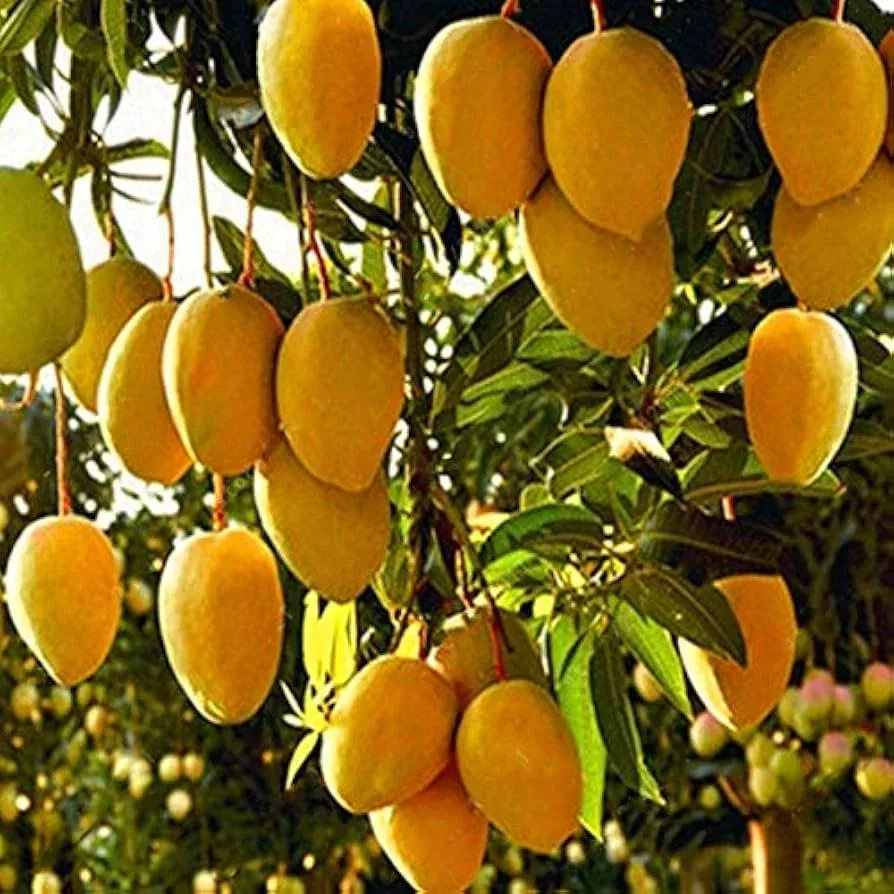 1 Starter Plant Mango Haden (Mangifera) Live Tropical Fruit Tree 12″-24″