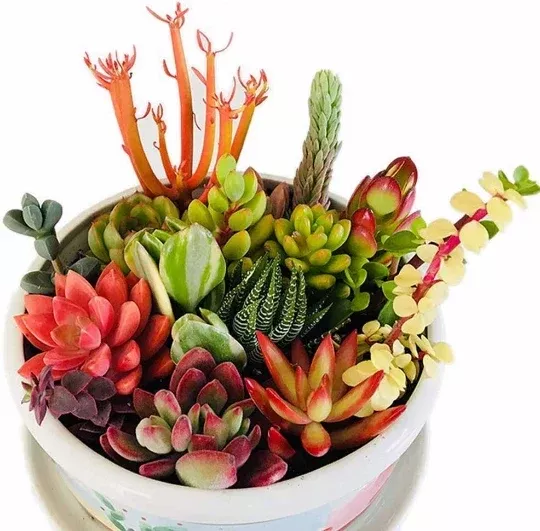 10 Assorted Succulent Cuttings for Terrariums - Mini Fairy Garden - Unique Varieties - Fresh Clippings for DIY Projects