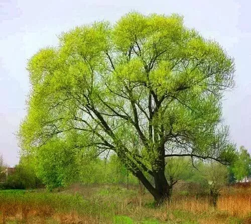 10 Black Willow Tree Cuttings - Fast-Growing Shade & Privacy Trees - Salix nigra