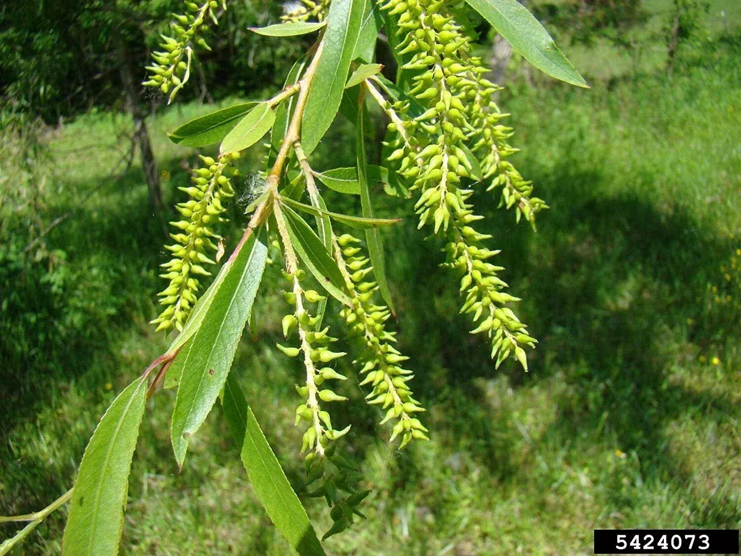 Black Willow Tree Cuttings - 2 Live Plants - Ideal for Shade and Privacy - Salix nigra