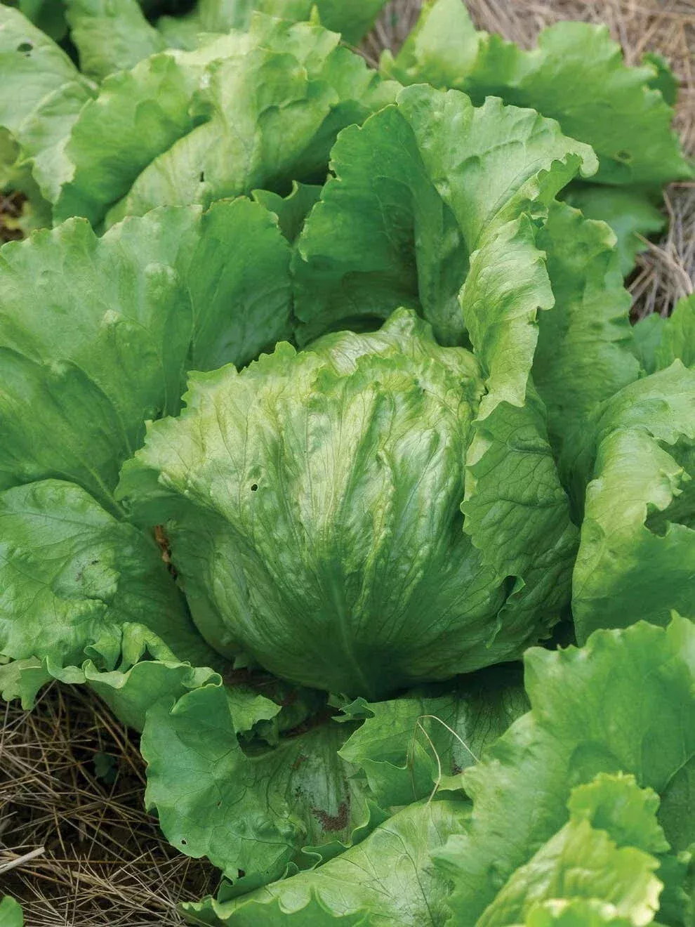 Iceberg Lettuce Seeds - 250+ Organic Non-GMO Heirloom Seeds - Lactuca sativa - USA Free Shipping