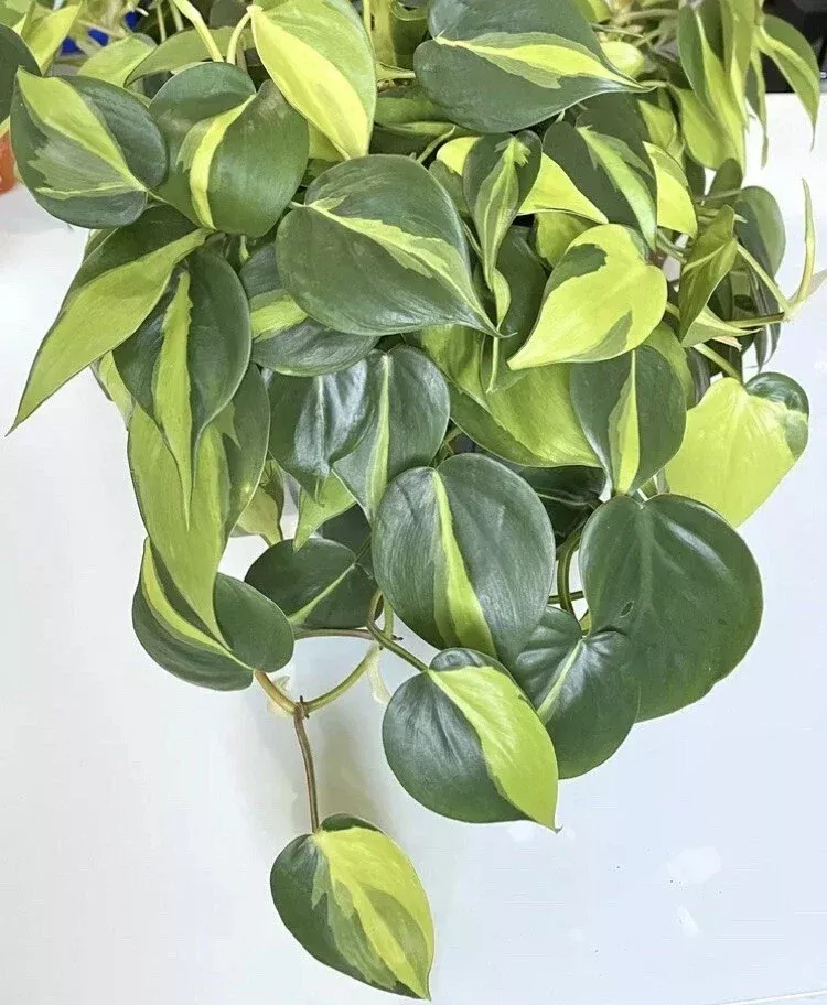Philodendron Brasil Cuttings 2–3 Unrooted Cuttings With 3 Leaves Indoor Houseplant