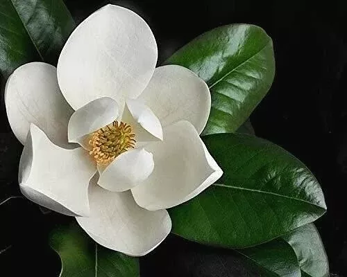 Southern Magnolia Tree Cuttings Set of 8 Magnolia Grandiflora Unrooted Cuttings for Rooting or Grafting